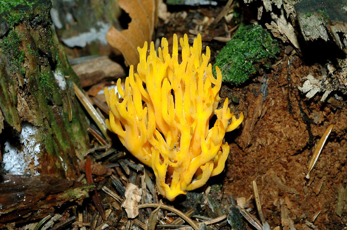 clavulina....?